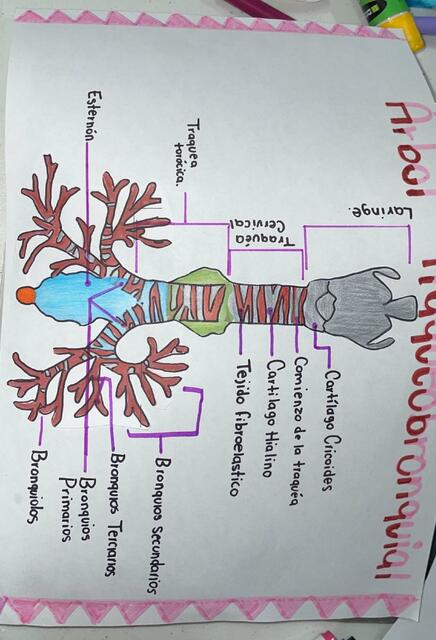 Arbol Traquobronquial