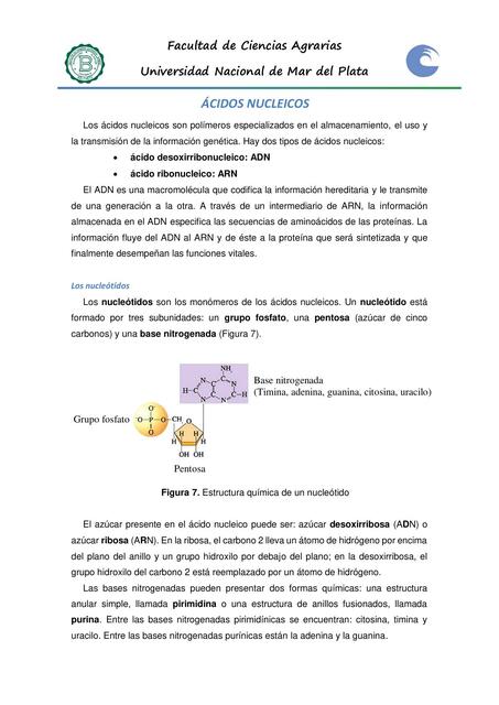 Ácidos Nucleicos 