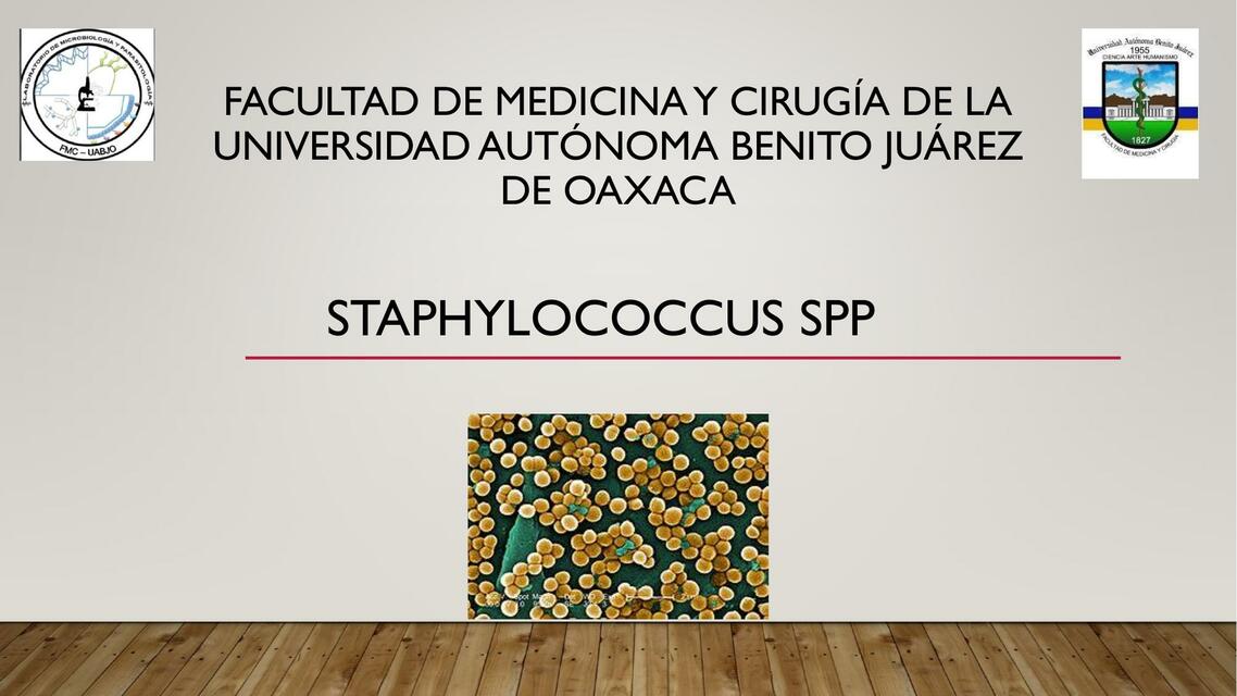 Staphylococos spp