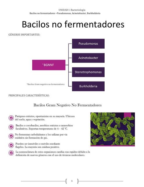 Bacilos Gram Negativo No fermentadores 