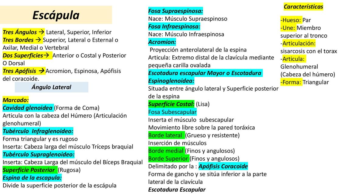 Anatomía: Miembro superior