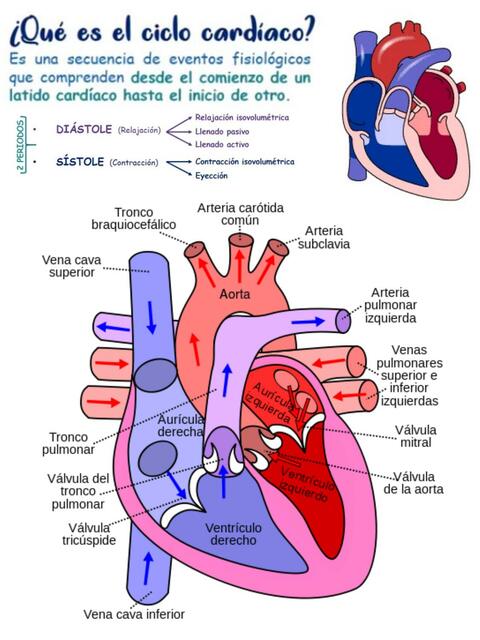 ¿Qué es el ciclo cardíaco?