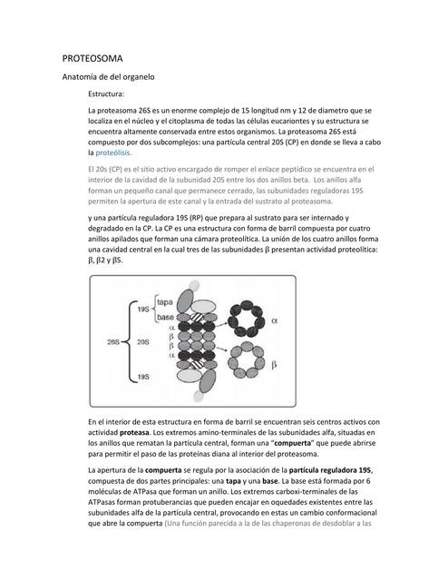 Proteosoma 