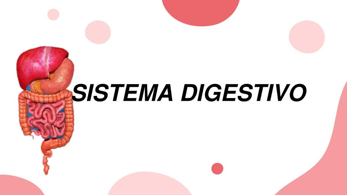 Sistema gastrointestinal