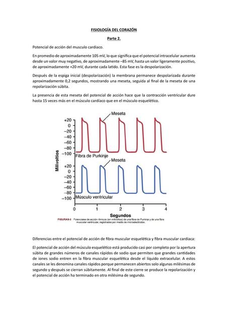 Fisiología del corazón 