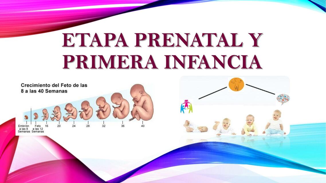 Etapa prenatal