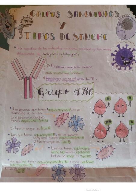 Grupos sanguíneos y tipos de sangre