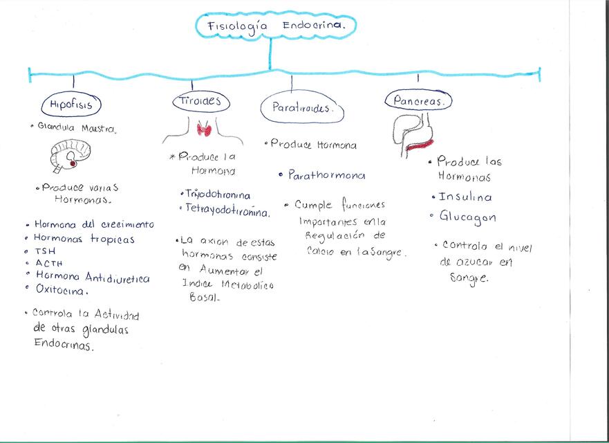 Fisiología Endocrina