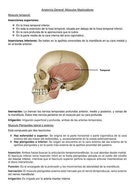 Músculos Masticadores