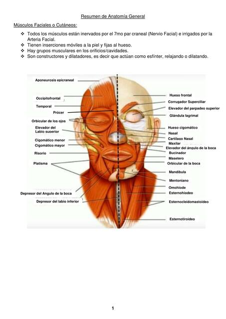 Músculos Faciales