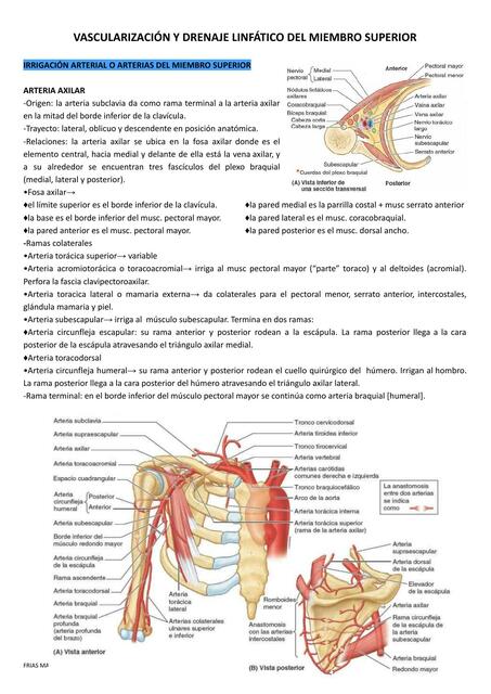 Vascularización linfáticos e Inervación del Miembro 