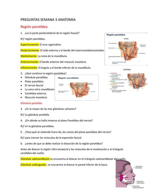 Anatomía 