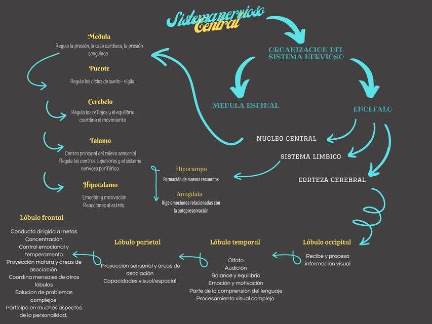 Sistema nervioso central