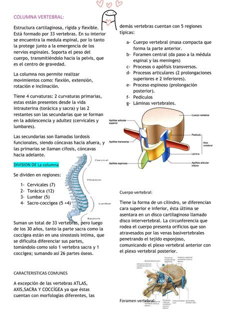 Columna Vertebral 