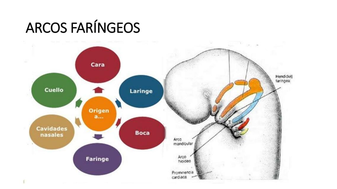 Arcos Faríngeos 