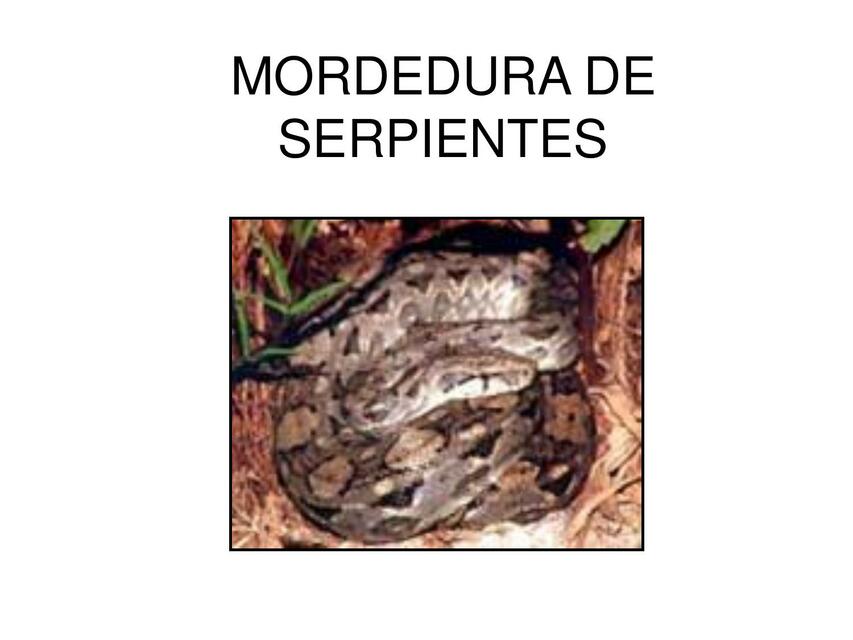 Mordedura de Serpientes 