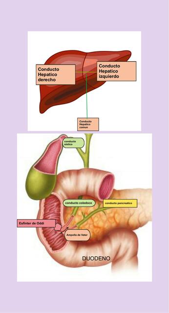 Conducto Biliar 