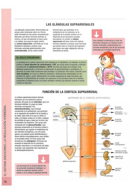 Las Glándulas Suprarrenales 