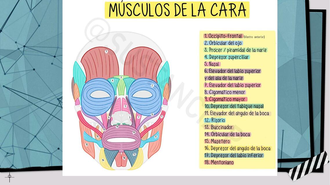 Músculos de la Cara 