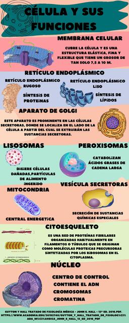 Célula y sus Funciones 