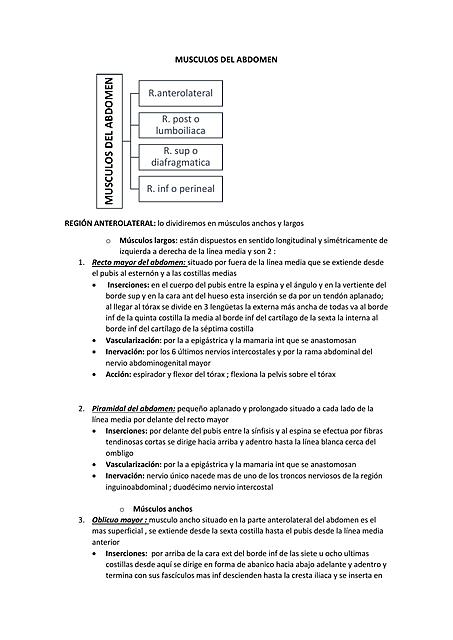 MUSCULOS DEL ABDOMEN