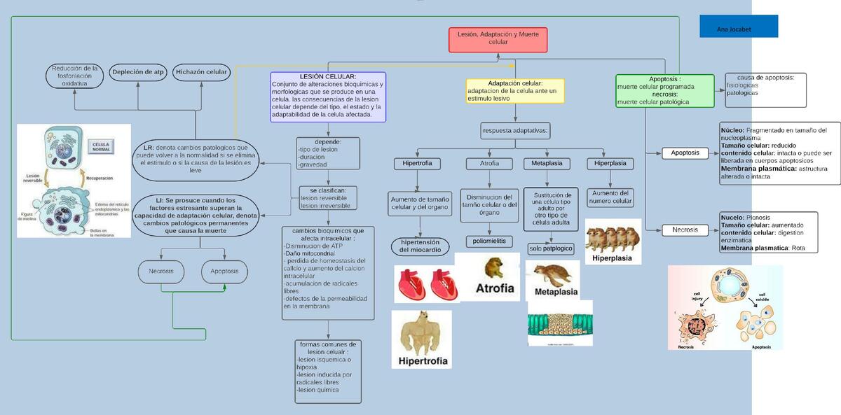Lesión, Adaptación y Muerte Celular 