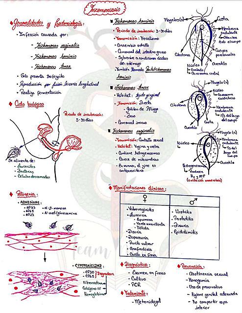 Tricomoniasis - Parasitología Médica