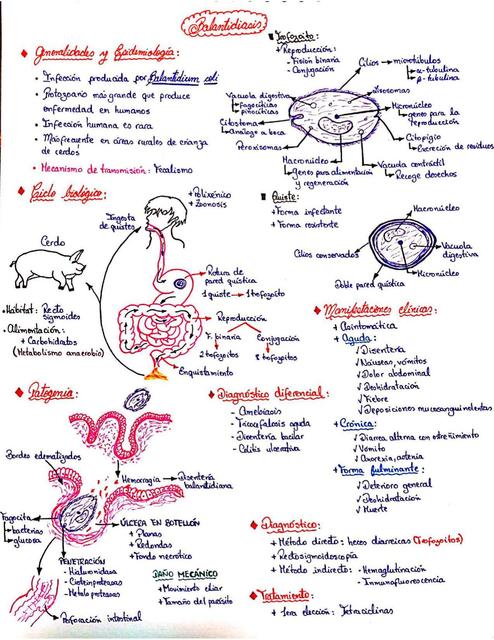 Balantidiasis - Parasitología Médica