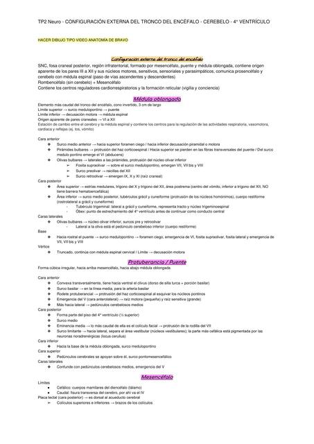 TP2 Neuro- Configuración Externa del Tronco del Encéfalo- Cerebelo- 4 Ventrículo 