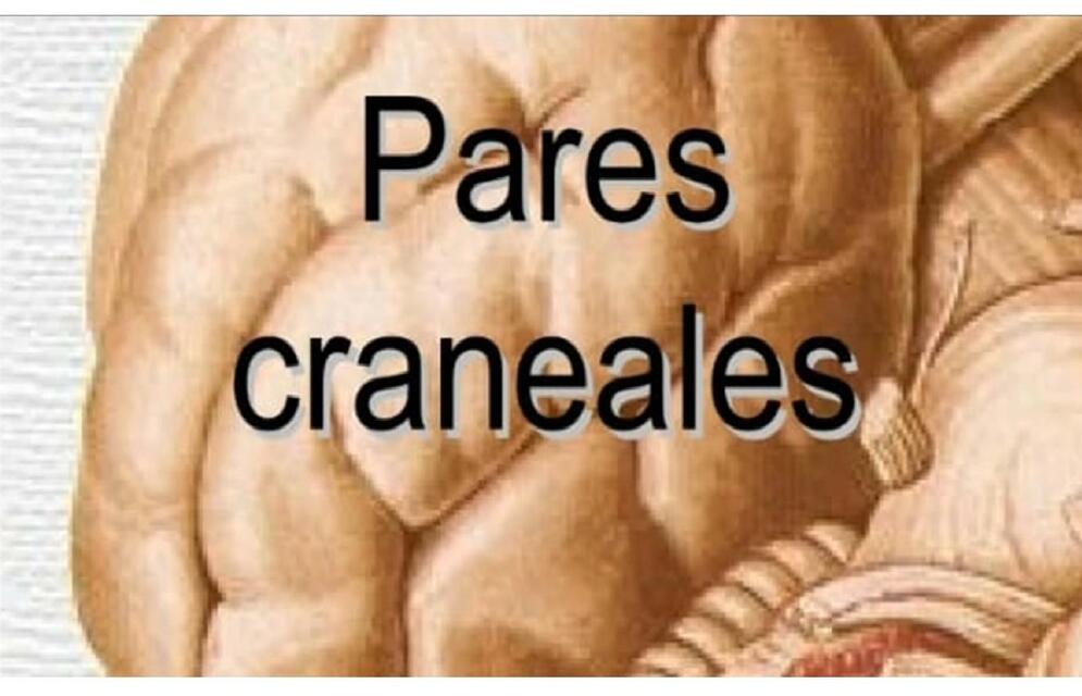 Pares Craneales