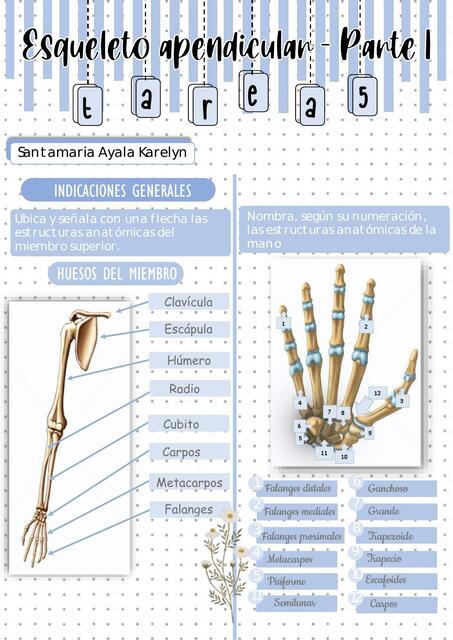 Esqueleto Apendicular