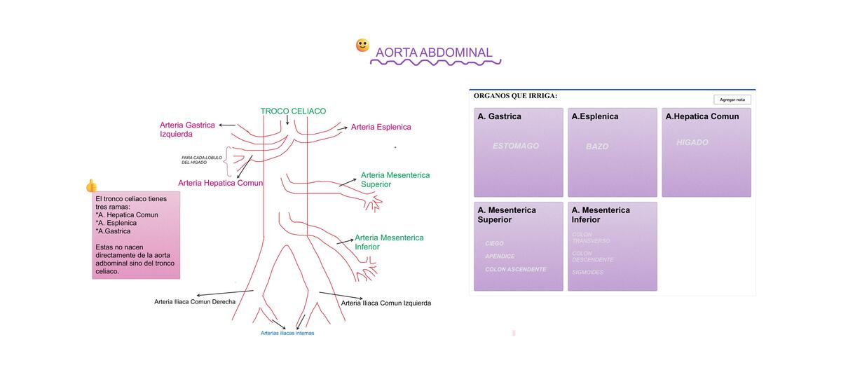 Aorta Abdominal 