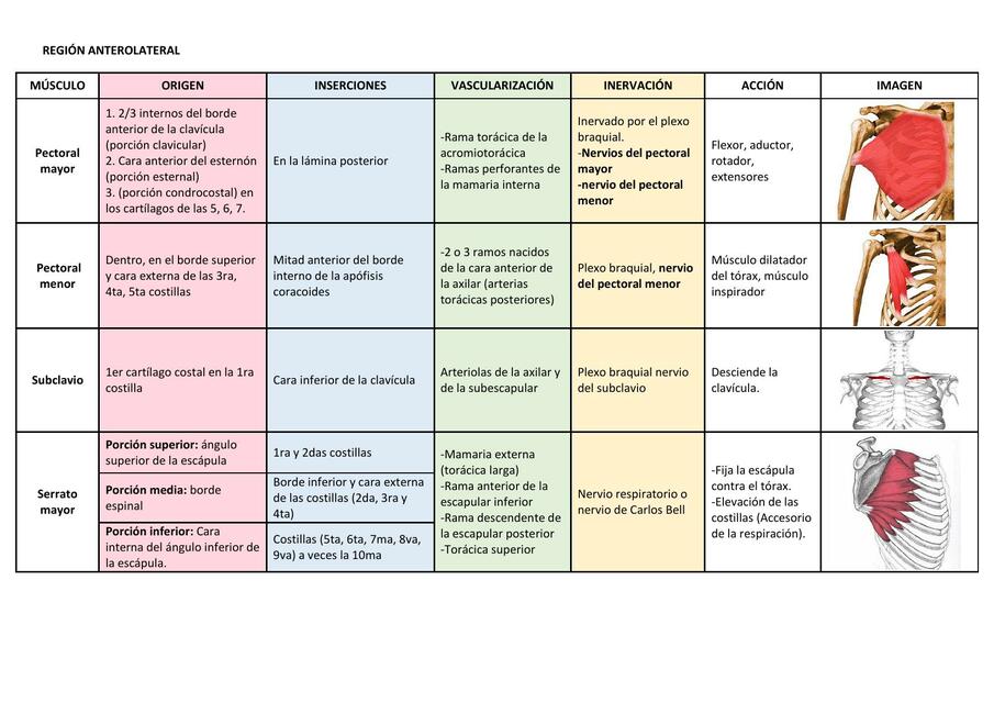 Músculos del Tórax