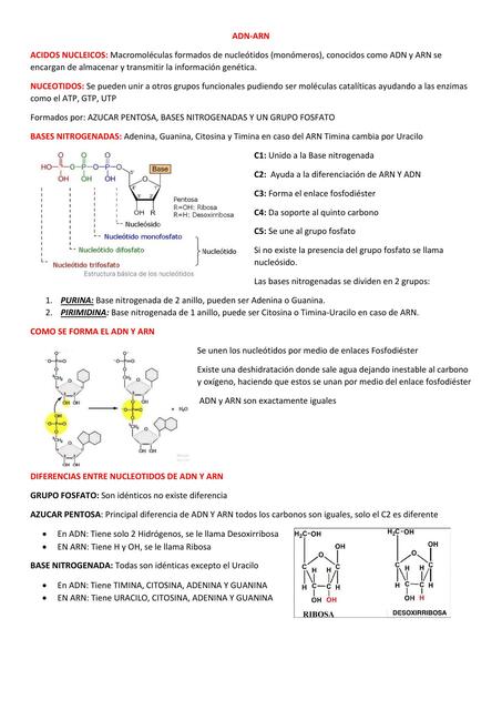 ADN -ARN