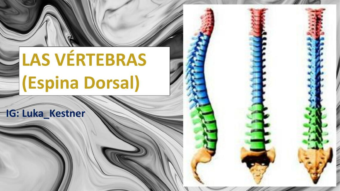 Las Vértebras (La Columna Vertebral)