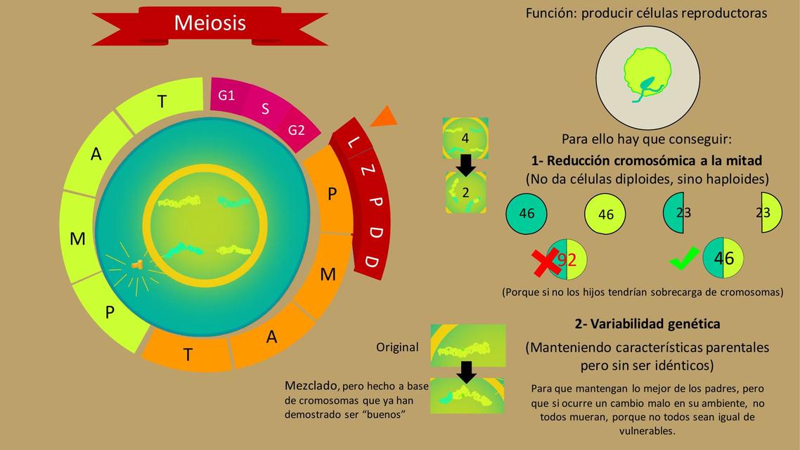 Meiosis