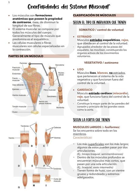 Generalidades  Del  Sistema  Muscular 