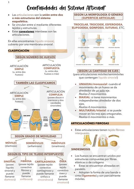 Generalidades  Del  Sistema  Articular 