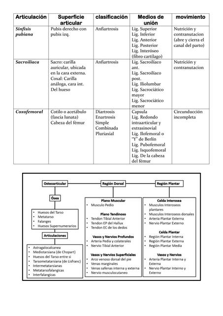 Articulación de la Cintura Pelviana