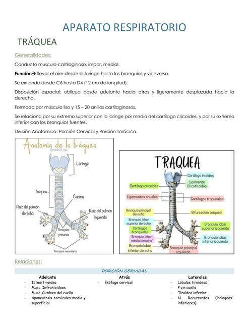 Aparato Respiratorio