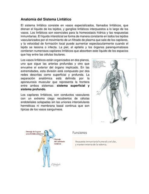 Anatomía del Sistema Linfático 1