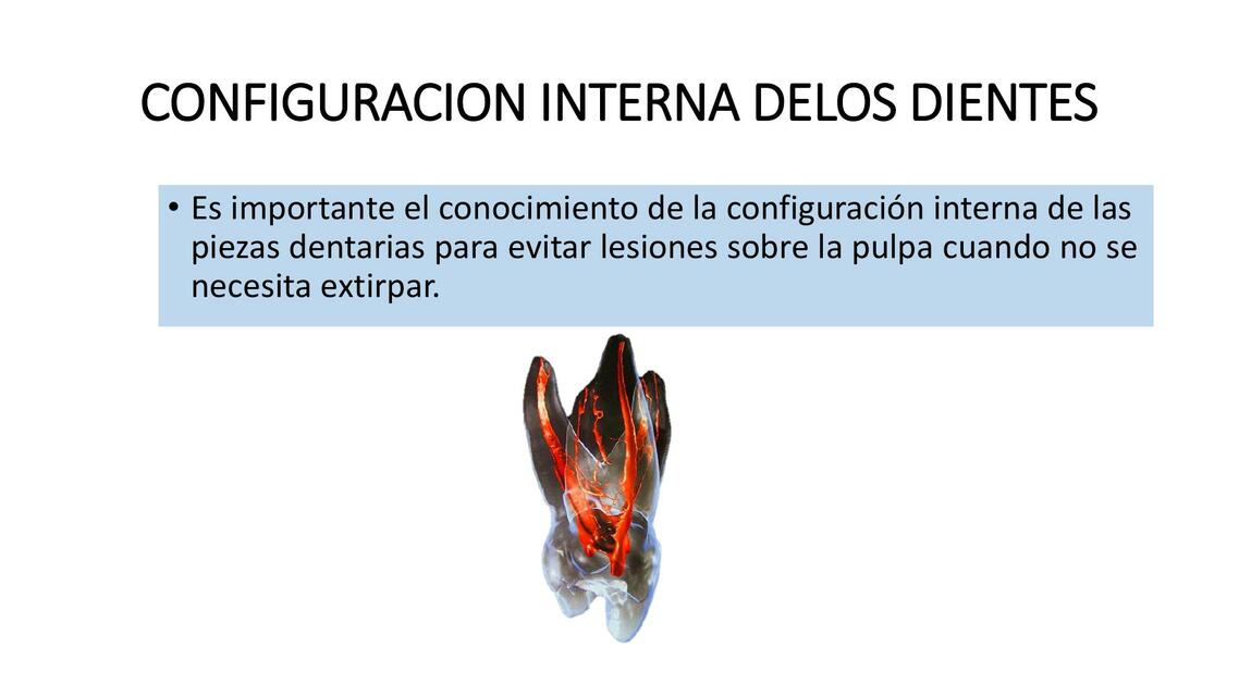 Configuración Interna de los Dientes 