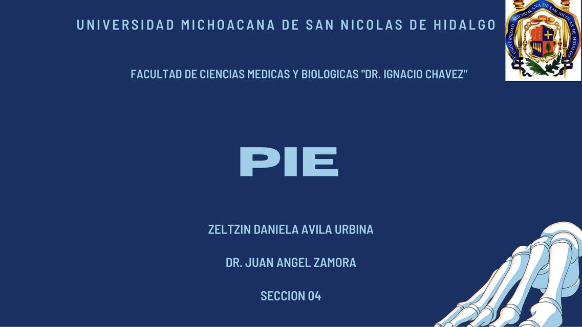 Anatomía del Pie 