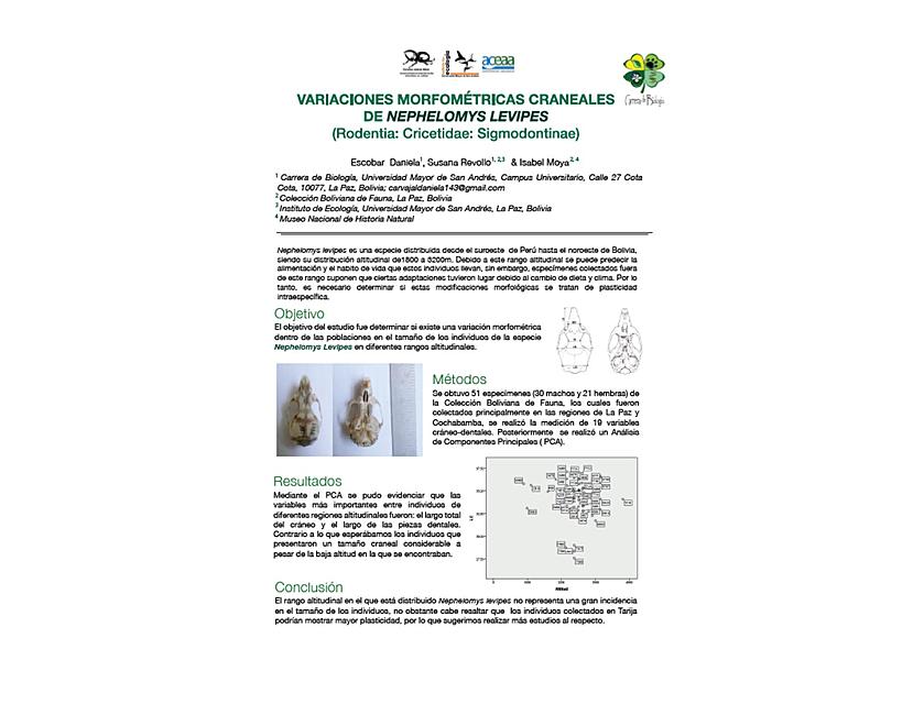 Variacion morfo craneal Nephelomys levipes study_bioimageno uDocz