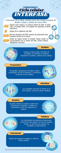 Ciclo Celular