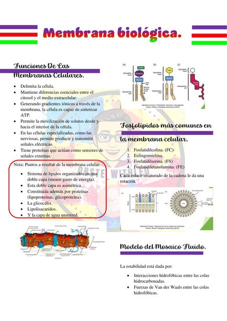 Membrana Biológica 