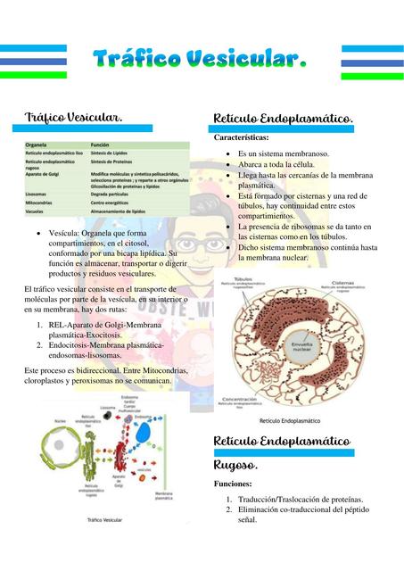 Trafico Vesicular 