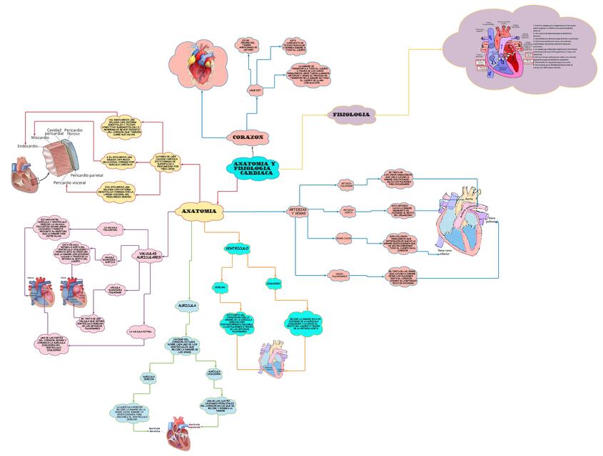 Anatomía y Fisiología de Corazón