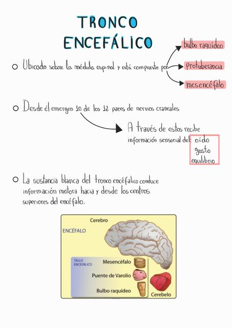 Tronco Encefálico