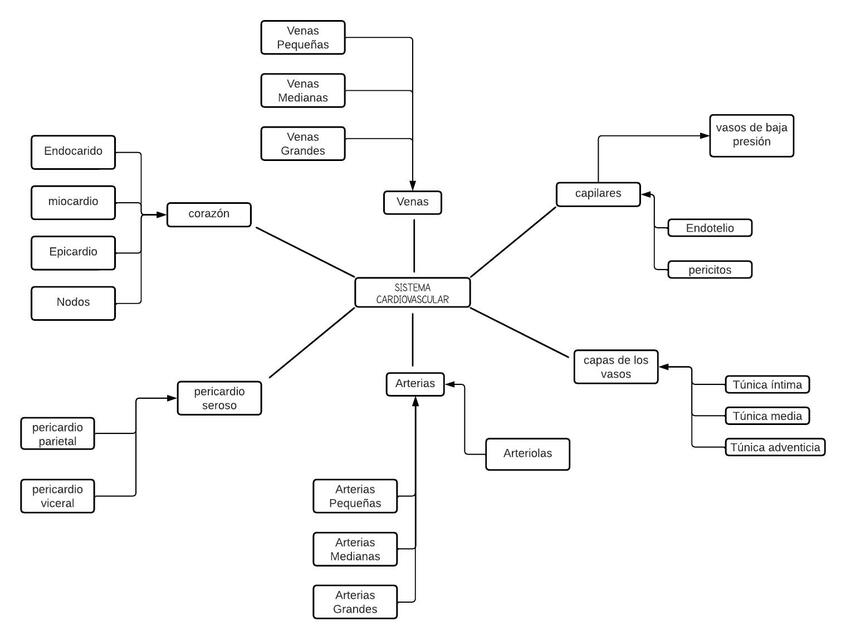 Sistema Cardiovascular 